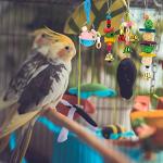 8-Pack Bird Toys for Parrots and Budgies