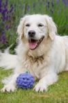 Petface Soft Chew Latex Blackberry Dog Toy