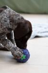 Petface Soft Chew Latex Blackberry Dog Toy