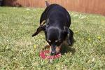 Rosewood BioSafe Puppy Chew Ring - Mint Scented