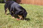 Rosewood BioSafe Puppy Bone - Antimicrobial Chew Toy