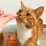 Scrumbles Chicken Krunchies Cat Treats, 60g