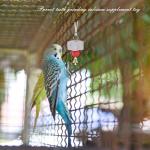 Bird Calcium Chew Toys with Bell for Parakeets
