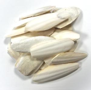 Premium Cuttlefish Bone for Birds and Reptiles