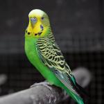 Premium Cuttlefish Bone for Birds and Reptiles