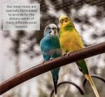 Premium Cuttlefish Bone for Birds and Reptiles