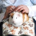 6 Pack Washable Guinea Pig Bedding and Pads