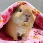 6 Pack Washable Guinea Pig Bedding and Pads