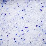 Nobleza Biodegradable Diamond Gel Cat Litter 3.8L