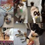 Petnice 12 Pcs Creative Cat Spring Toys