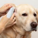 Paw Science Dog Ear Cleaner Wipes - Coconut Scent