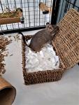 Sleepy Degu Bedding (60g) (1)