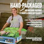 Small Pet Select 1st Cut Timothy Hay Pet Food for Rabbits, Guinea Pigs, and Other Small Animals, Easy to Store Box, 10lb (4.54 kg)