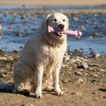 Petface Latex Loofas Soft Chew Dog Toy - One Supplied, Colour May Vary