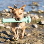 Petface Latex Loofas Soft Chew Dog Toy - One Supplied, Colour May Vary