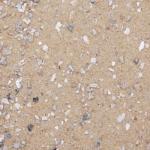 Aviary Bird Cage Sand with Calcium and Minerals