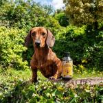 Proflax Natural Skin & Coat Supplement for Dogs