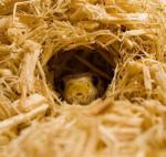 Happy Pet Aspen Small Animal Bedding - 12L