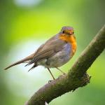 All-Year Round Wild Bird Seed Mix 12.75kg