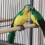 Large Metal Bird Cage with Stand for Small Pets