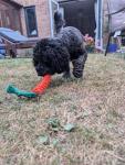 Zappi Co Carrot Rope Chew Toys for Dogs