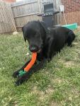 Zappi Co Carrot Rope Chew Toys for Dogs