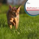 Large Breed Senior Dog Supplement for Vitality