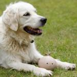 Petface Soft Chew Onion Dog Toy, Small