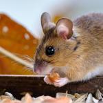 Premium Mixed Food for Rats and Mice 500g