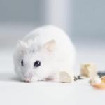 Premium Mixed Food for Rats and Mice 500g