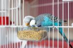 20kg Budgerigar Seed - Nutrient-Rich Bird Food