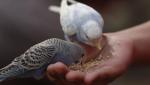 20kg Budgerigar Seed - Nutrient-Rich Bird Food
