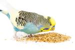 20kg Budgerigar Seed - Nutrient-Rich Bird Food