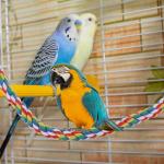 Colorful Cotton Rope Climbing Perch for Birds