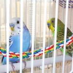 Colorful Cotton Rope Climbing Perch for Birds