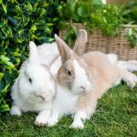 Burgess Excel Mint Nuggets for Adult Rabbits 3kg