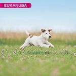 Eukanuba Dry Dog Food for Small Breed Puppies