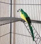 Large Metal Parrot Cage with Rolling Stand Black