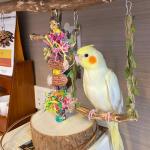 Dual Bird Toy Set - Corn Cob & Bell
