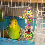 Dual Bird Toy Set - Corn Cob & Bell