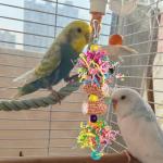 Dual Bird Toy Set - Corn Cob & Bell