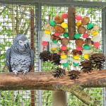 Bird Toys for Large Parrots and Macaws