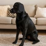 Dog Ear Protectors for Noise, Waterproof Muffs