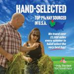 Orchard Grass Hay for Small Pets, 10lb