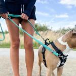 BullyBillows Double-Ended Dog Training Lead