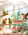 Fun Foraging Bird Toys for Small Parrots
