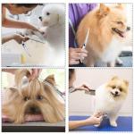 Stainless Steel Pet Grooming Scissors Set