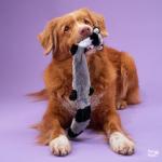 Durable Dog Toy Set for Puppies and Small Dogs