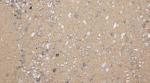 25KG Bird Cage Sand with Oystershell and Minerals