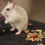 Premium Mixed Food for Rats, Gerbils, and Mice